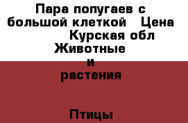 Пара попугаев с большой клеткой › Цена ­ 1 000 - Курская обл. Животные и растения » Птицы   